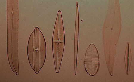 Diatom Test Slide 10x