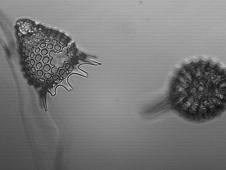 Radiolaria 10x